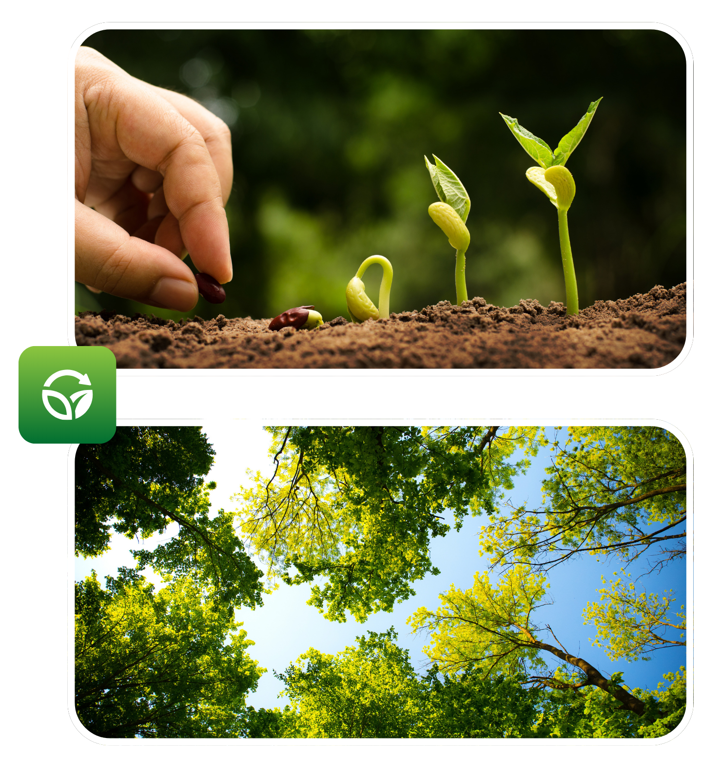 +Trees+Forest Activos Forestales