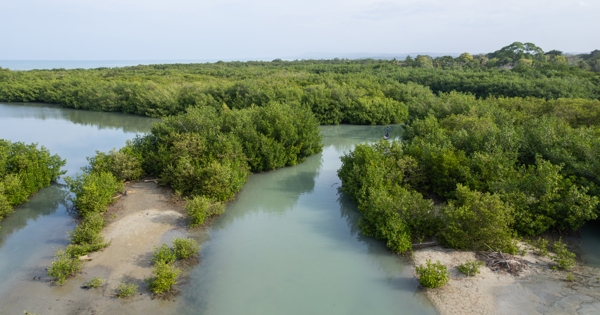 Arquitectura y Gobernanza del Ecosistema +Trees +Forest